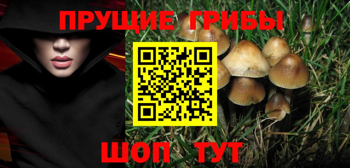Галлюциногенные грибы Psilocybe Кимовск